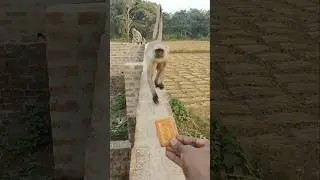 Langur Walking on a Village Wall Naturally 🐒🧱
