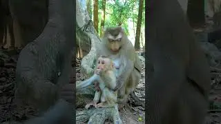 Best Clip Of Monkey Life, Cute Mum Rose Always Hold Baby On Her feet  She W/orried Robin.