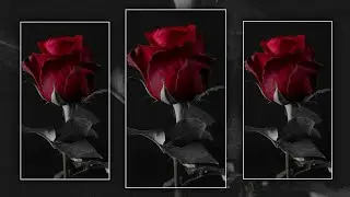 Rose Day Wattsup status||4k full screen Rose 🌹 day status||Valentine Week Status||#roseday #trending
