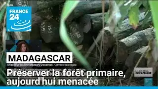 Madagascar : lutter pour la préservation de la forêt primaire, aujourd'hui menacée • FRANCE 24