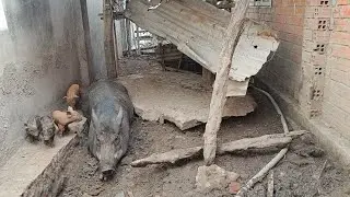 Khởi Nghiệp Chăn Nuôi - heo rừng lai 5 ngày tuổi (12con)