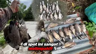 BERBURU DEKUKUR DI SPOT IDAMAN PARA HUNTER || DI SPOT INI SANGAT MELIMPAH❗️❗️