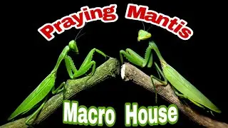 Mantis | European mantis  | praying mantis | Macro house |