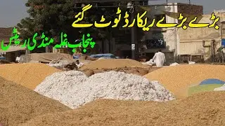 Cotton,Paddy, Wheat, Maize Rates /2023 |Punjab Galla mandi Rates | dhan ke Rate