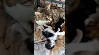 Engelli Yavru Kediler #shorts #youtubeshorts #kedi