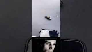 The Backflipping Beetle That Shocked Everyone 😱🪲  #shorts #ytshorts