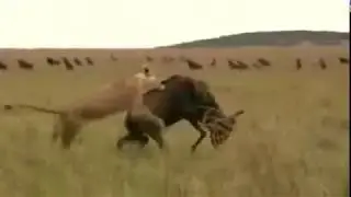 Wildebeest Killed by Lions