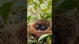 Streak eared bulbul #BirdsOfInstagram#BirdLovers#WildBirds#PetBirds#BirdTok popular on TikTok9