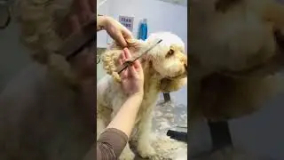 Как и зачем подстригать внутреннюю часть уха кокапу #уходзасобаками #кокапу #советыпоуходузасобак...