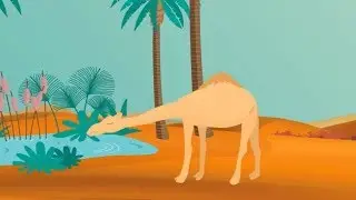 Animals of different continents