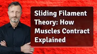 Sliding Filament Theory: How Muscles Contract Explained