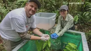 Saint Louis Zoo staff travels to Ecuador to save frogs