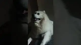 cute dog snoring | #dog #dogs #doglover #doglovers