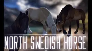 Wednesday Update- NEW Remodeled NSH! | Kate Eastsand SSO
