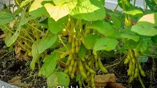 How to grow green soybean in back yard garden （毛豆/黄豆）