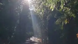 Forest walk - the shift