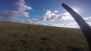 Victorian Quail Season 2021
