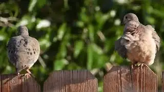 Two Mourning Doves, May 17, 2023, 6:01PM: Nikon P1000