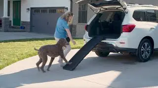 How to Train your Dog to use the Happy Ride&reg; Folding Dog Ramp