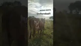 95503 56276