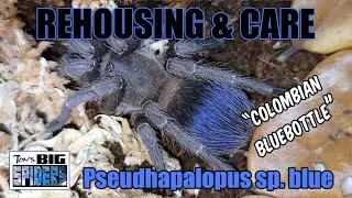 Pseudhapalopus sp. blue 