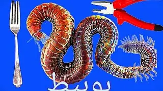 طريقة إستخراج دودة البوبيط bobit