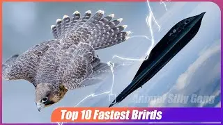 Top 10 Fastest Birds: Nature's Ultimate Speed Demons!