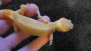 SHTCTB Female Leopard Gecko