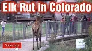 Elk Rut Action On Golf Course in Estes Park Colorado