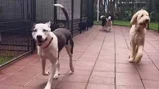 Balanced Obedience Dog and Puppy training | Online and Oahu
