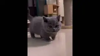 Subscribe if you love cats