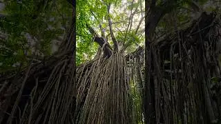 Walking Through Curtain Fig National Park in Queensland, Australia 🌳🇦🇺