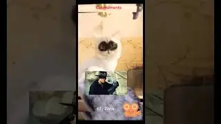 Funniest Cat Moments Ranked 😹 #funny #ranked #cats