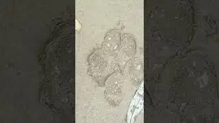 Willow the Great Dane pawprint