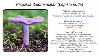 Рядовка фиолетовая (Lepista nuda)