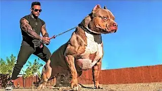 10 Guard Dogs You Should NEVER Mess With