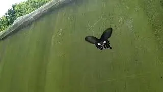 slow motion 　Common Rose　butterfly. (Pachliopta aristolochiae)