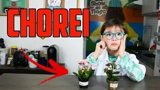 N&atilde;o fa&ccedil;a essa experi&ecirc;ncia com plantinhas