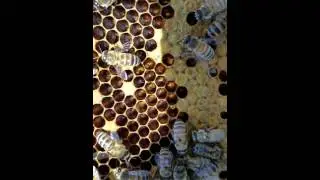 BEES in the hive. Eggs, Larvae, Pupa, Adult... and the Queen!!