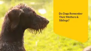 Do Dogs Remember Their Mothers & Siblings?