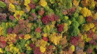 Autumn Sounds: 10 hours/Sonidos de Otoño