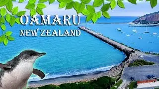 PENGUINS OAMARU NEW ZEALAND