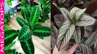 10 Hermosas Variedades de Calatheas