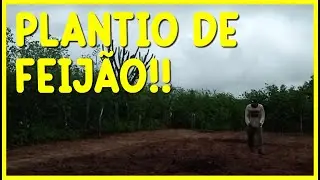 HOJE EU ESTOU MOSTRANDO A PLANTA&Ccedil;&Atilde;O DE FEIJ&Atilde;O DO SERT&Atilde;O JATOB&Aacute; AQUI NO SERT&Atilde;O NORDESTINO!