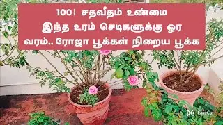 100/ சதவீத  உண்மை....இந்த  உரம்  கொடுத்தால்  இவ்வளவு  பூ  பூக்குமா... ரோஜா செடியில்   நிறைய  பூக்கள்