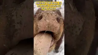 HE LOVES HIS SNACKS!!! #cow #cuteanimals #farming #funny #music #country