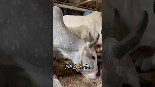 All Beautiful Cows For Sale at Ms Dairy Farm #shorts #viral #trending #kankarej #cow #cattlefarm