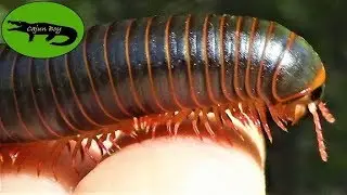 Giant American Millipede!