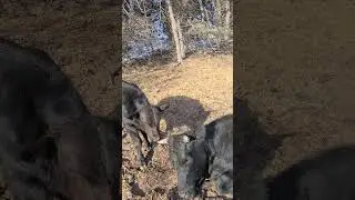 cow grieving loss of calf #2! Lil Pip! please subscribe