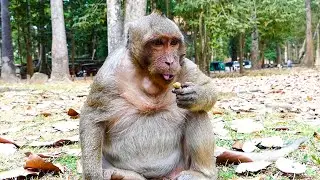 Try to laugh With SweetPea Monkey, Funny Clip Of Sweet Pea Monkey